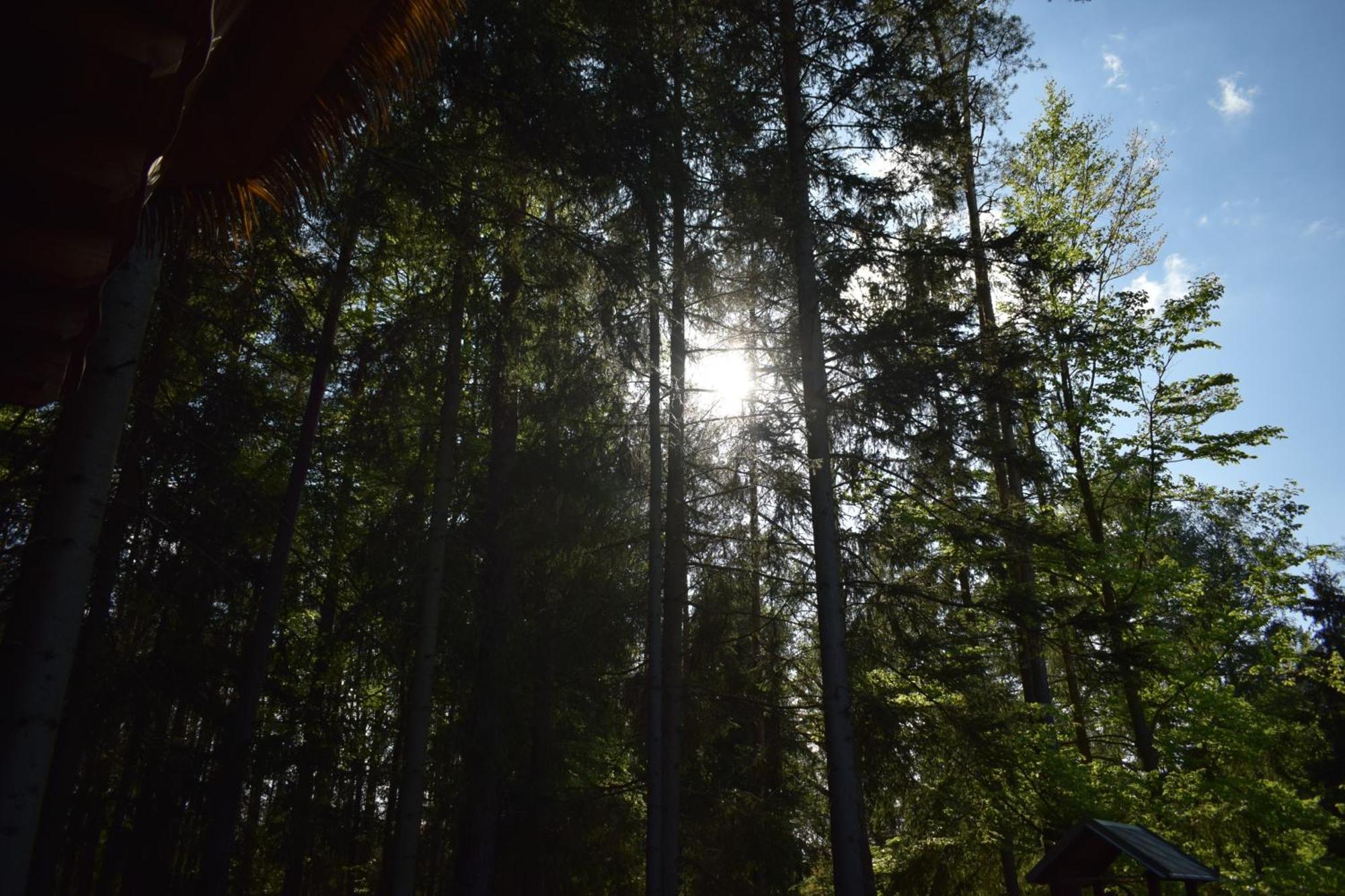 Hotel Treehouse U Rybnika Osecna Exteriér fotografie